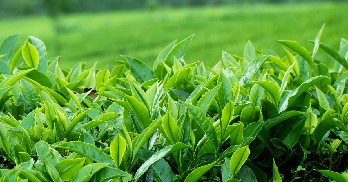 2023年4月，越南茶叶出口量为9000吨，同比增长16%；出口额为1500万美元，同比增长17%。