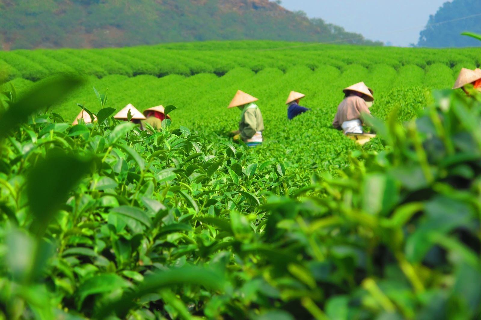 越南茶叶对俄罗斯的出口额为320万美元。