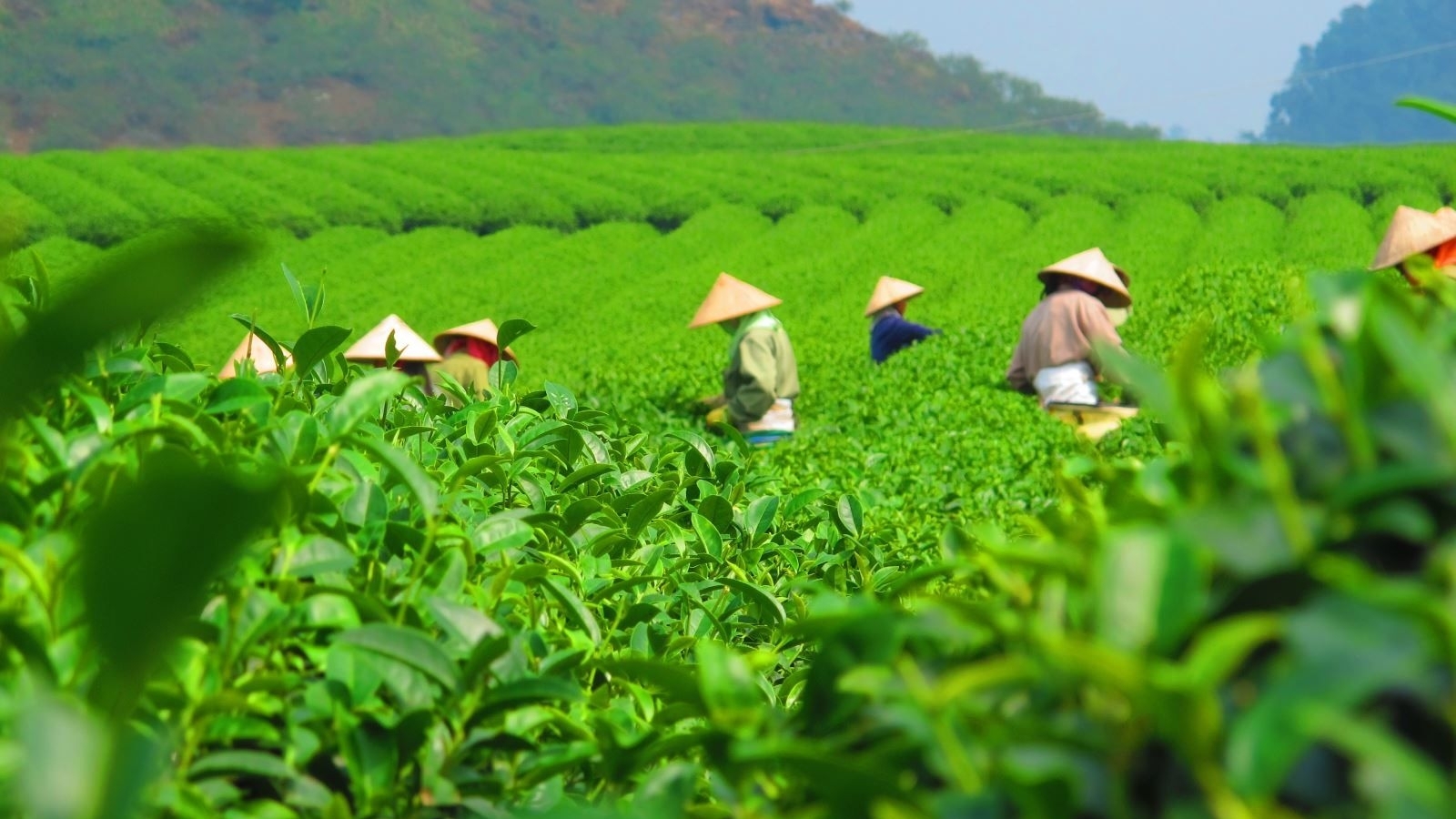 2023年前4月，越南茶叶出口量约达3 万吨
