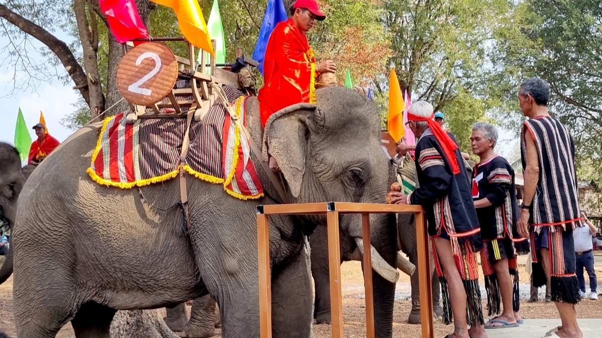 多乐省：一年一度为大象健康举行的祭祀仪式