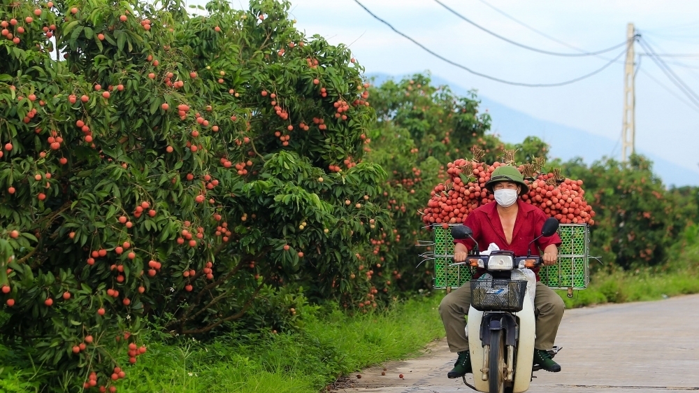 越南各部门、行业、地方十分关注为水果寻找销售方案