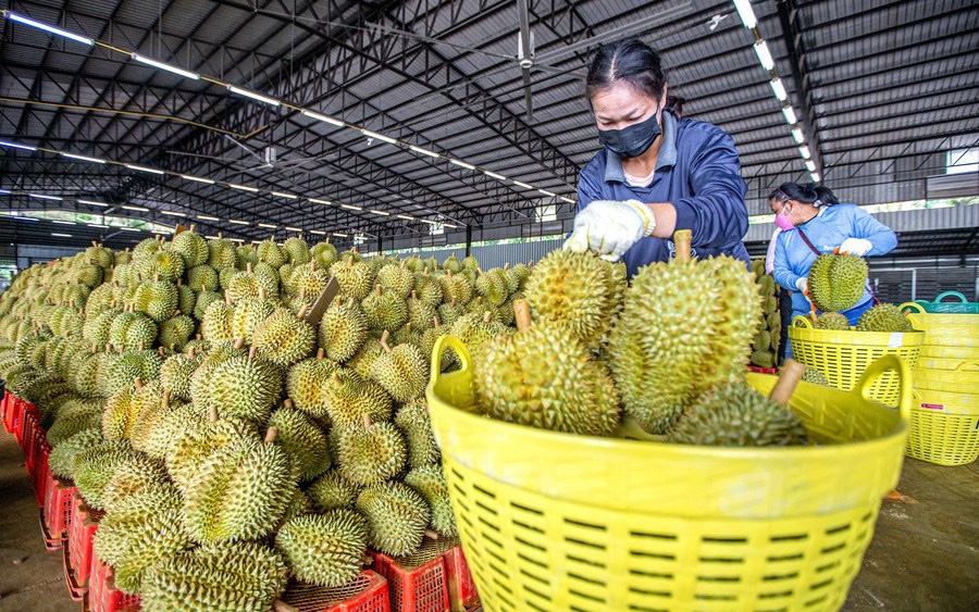 目前，越南有 293 个榴莲种植区和 115 个榴莲包装设施已获得中国向该市场授予的官方出口代码。
