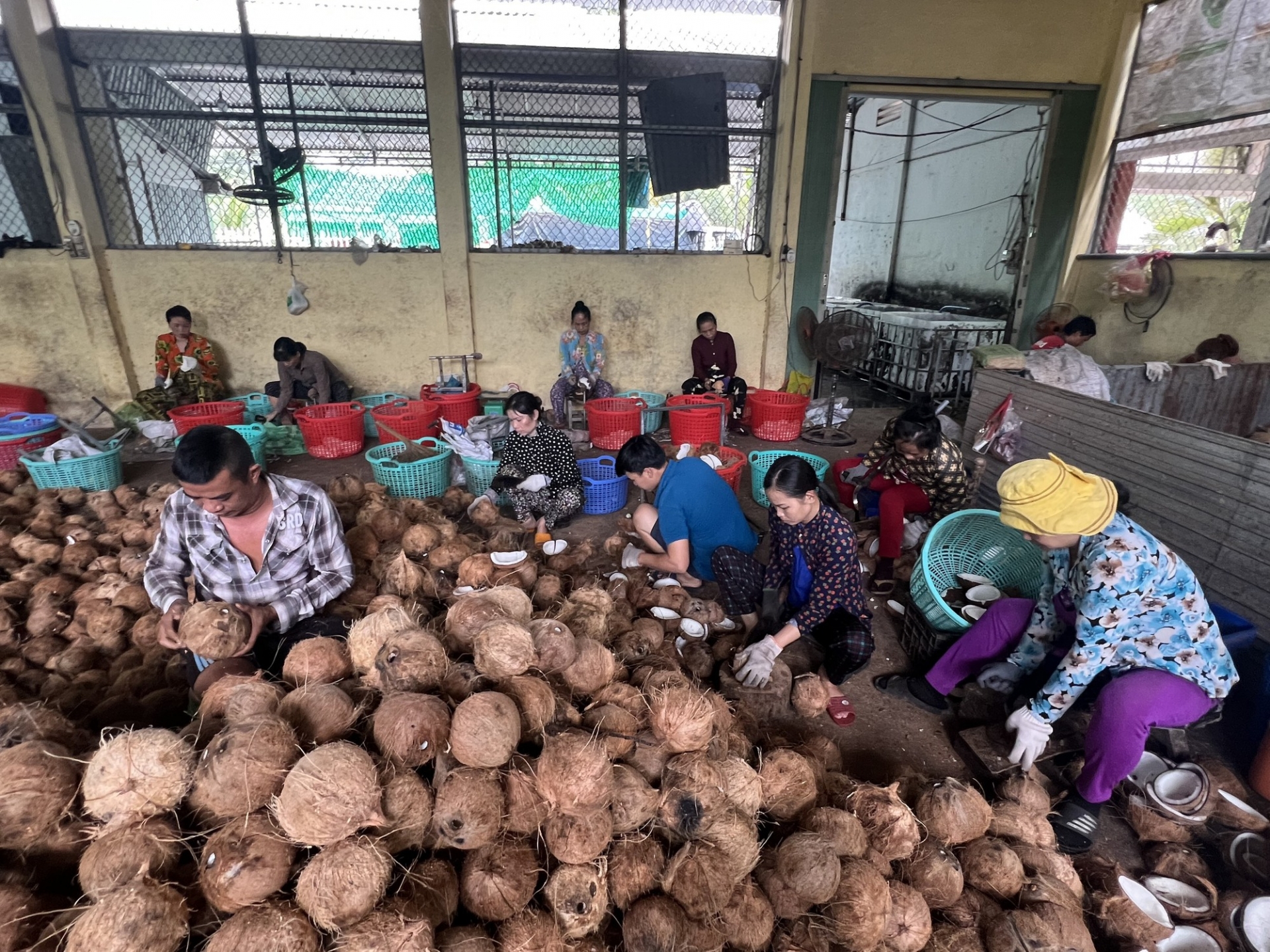 近年来，槟椥省出台了多项促进椰子产业发展和提升槟椥椰子树在国内外的地位和形象的决议、计划和方案。