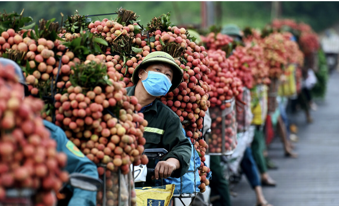 今年北江省荔枝在国内销售和对外出口均十分顺利。