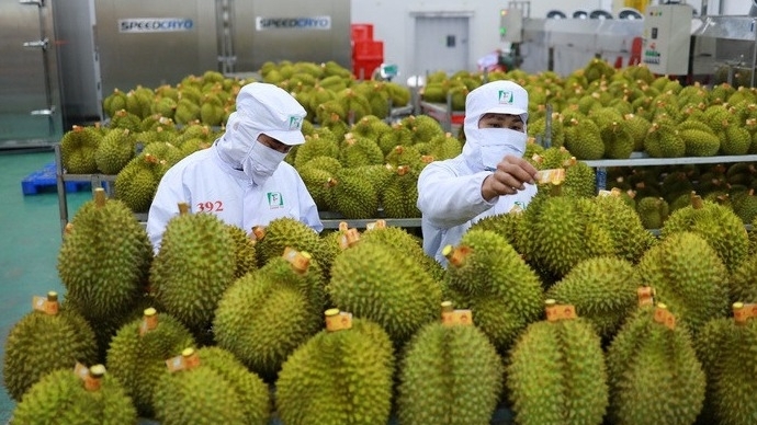 越南榴莲在中国实地考察后获得高度评价