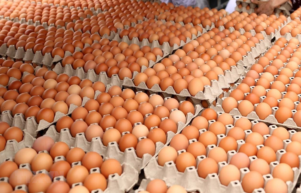 中国香港解除从越南进口禽蛋和禽蛋类制品禁令。