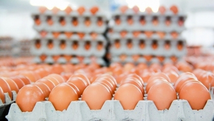 中国香港解除从越南进口禽蛋和禽蛋类制品禁令
