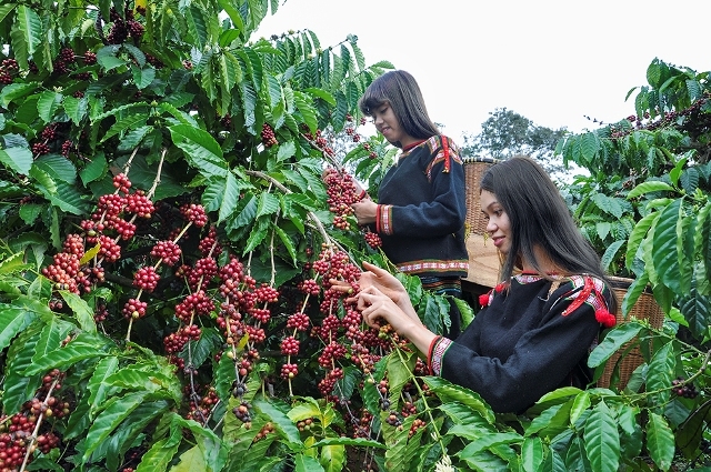 韩国人最喜欢的饮料是咖啡，而越南是咖啡生产大国。