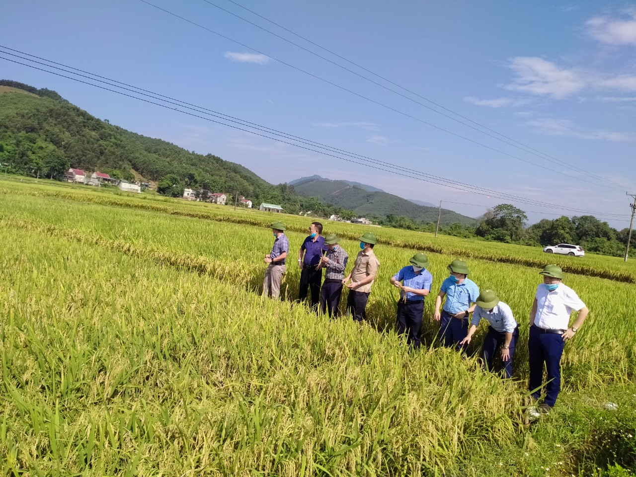 许多地方已关注指导和鼓励开展有机稻生产，有机稻生产模式、产销对接模式数量日益增加，有助于增加有机稻种植面积。