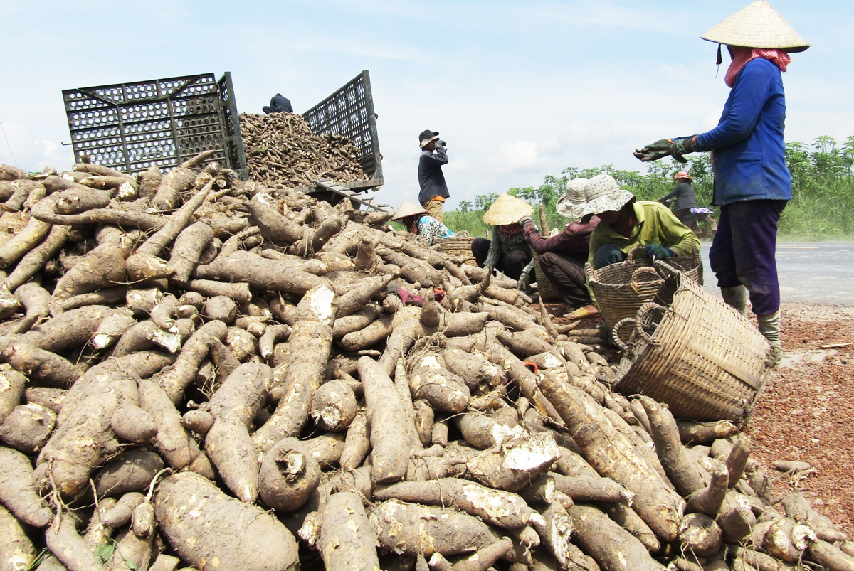 中国仍是越南最大的木薯及木薯产品出口市场。