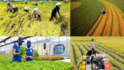 协调实施经济外交，助推越南农产品走向世界