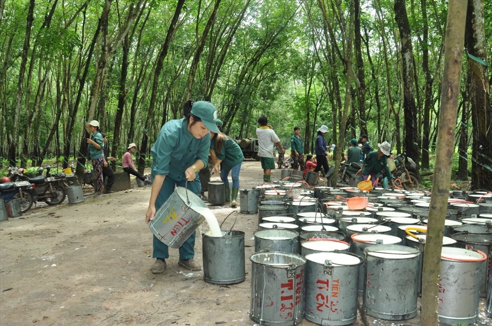 对华的橡胶出口额占越南橡胶出口总额的99.82%
