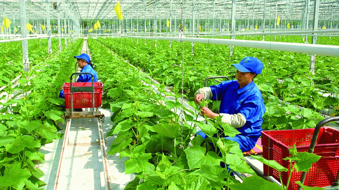 “农业可持续发展转型”座谈会
