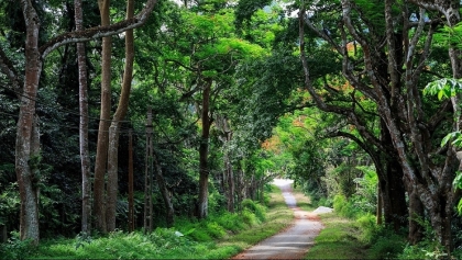 越南菊芳国家公园被列入亚洲领先的国家公园名单