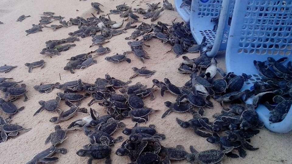 越南昆岛国家公园将近12万只小海龟放回大海
