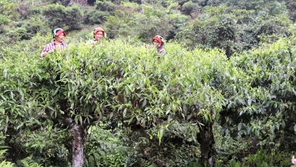 山雪茶古树成为越南遗产树