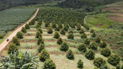同奈省的农产品种植区已获颁出口的种植区号