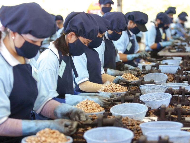 越南被视为世界第一大腰果生产国。