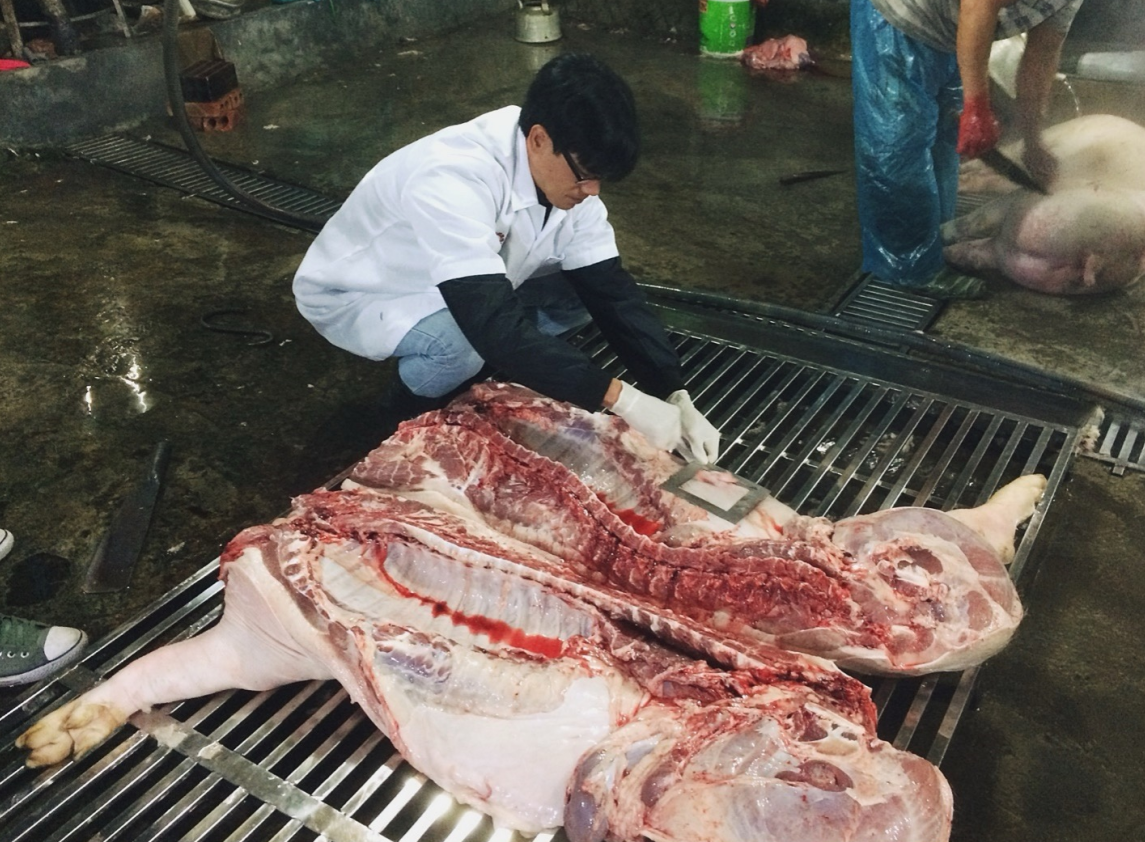 2016年,国际畜牧研究所的工作人员在乂安省和兴安省的屠宰场采集猪肉样本。(图片来源:国际畜牧研究所)。 2016年,国际畜牧研究所的工作人员在乂安省和兴安省的屠宰场采集猪肉样本。(图片来源:国际畜牧研究所)。