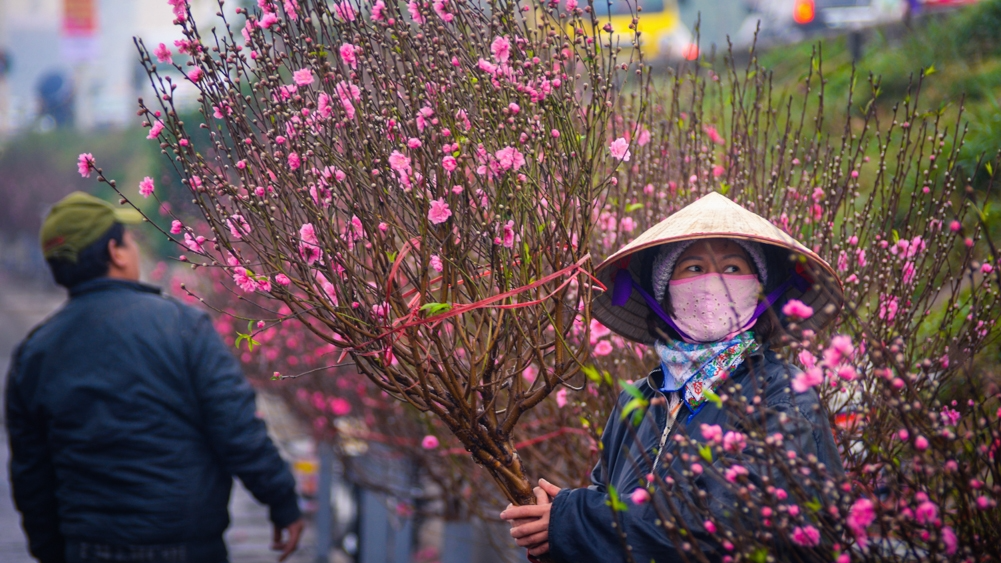 每逢农历年底，桃花市是越南春节最热闹的地方。