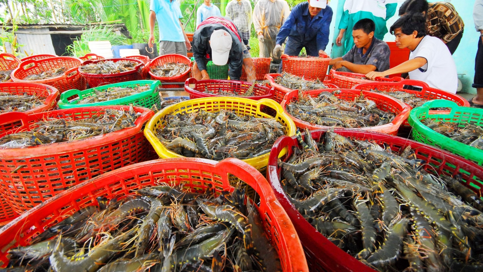 越南虾产业已快速渡过难关，坚守住市场