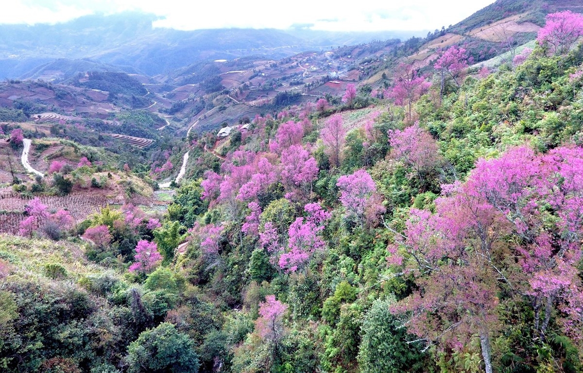 粉嫩的野桃竞相绽放 花浓浓春色染山林。