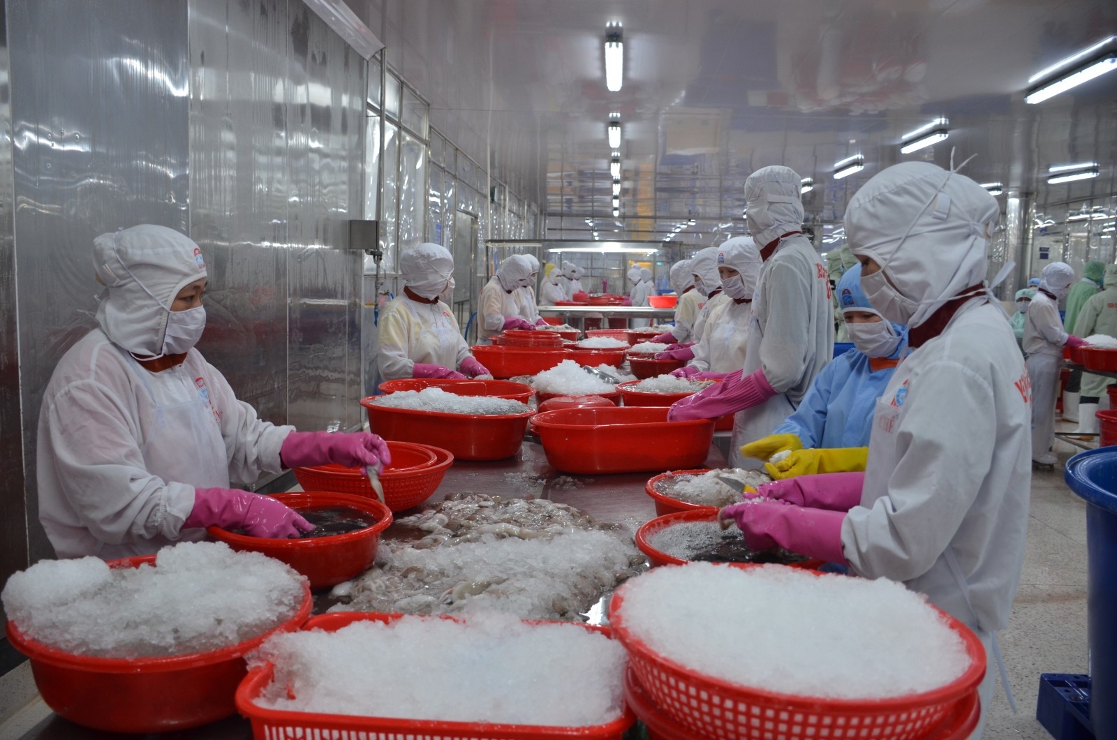 坚强-塔纠水产公司的工人正在初加工章鱼。