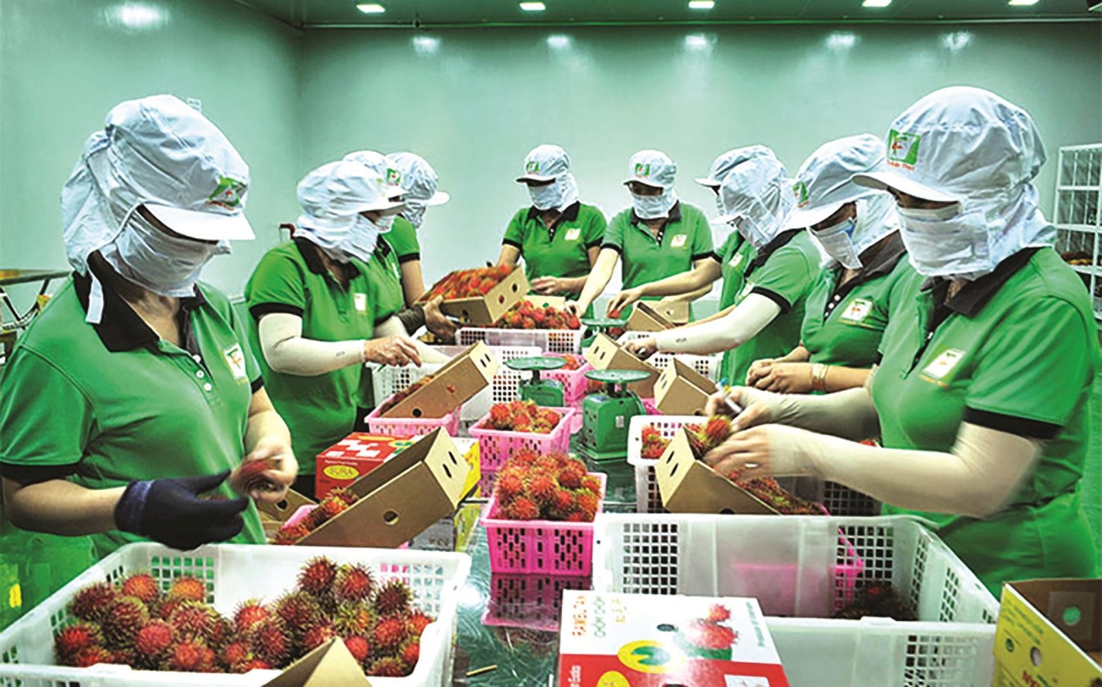 在新竞争格局下稳固越南农产品在中国的市场份额