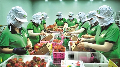 在新竞争格局下稳固越南农产品在中国的市场份额