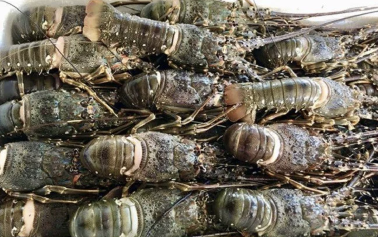 2025年前10个月，对中国及香港（中国）的龙虾出口额达7.02亿美元。