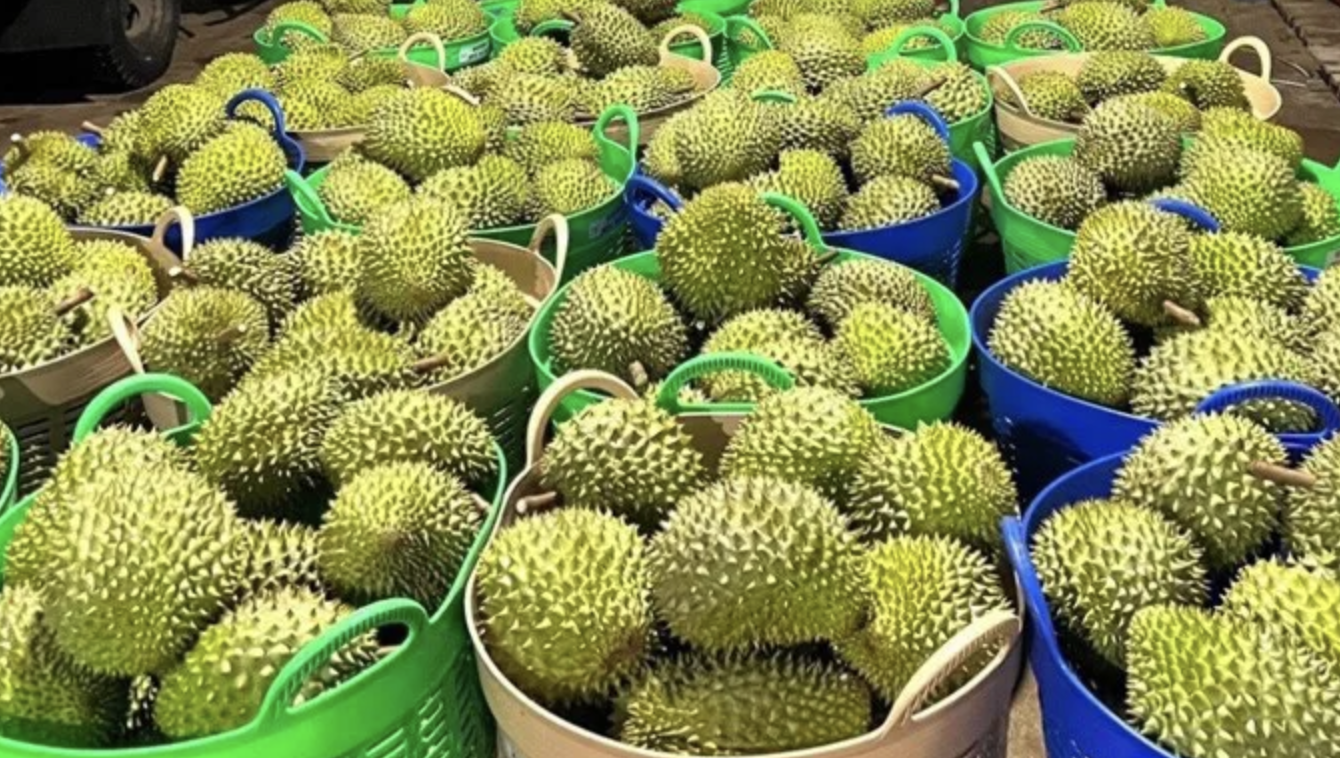 榴莲是越南对华出口的主力水果产品。