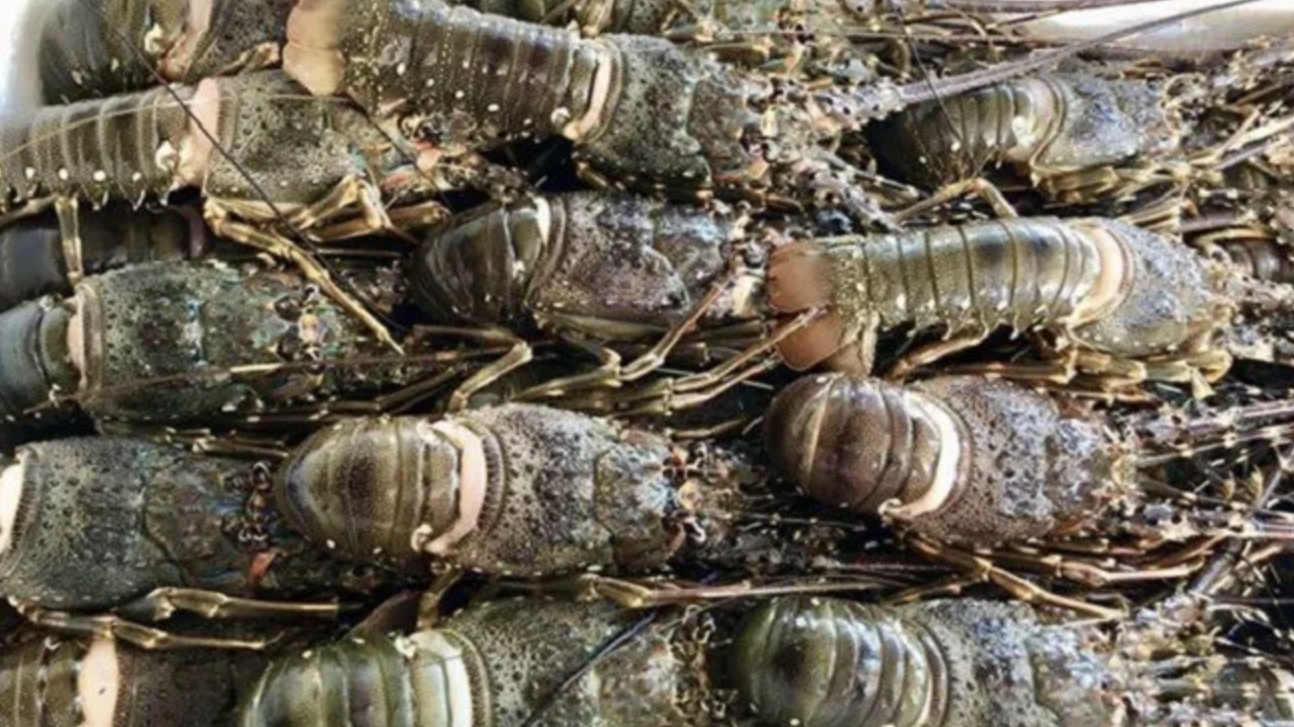 向中国出口农产品实现跨越式增长