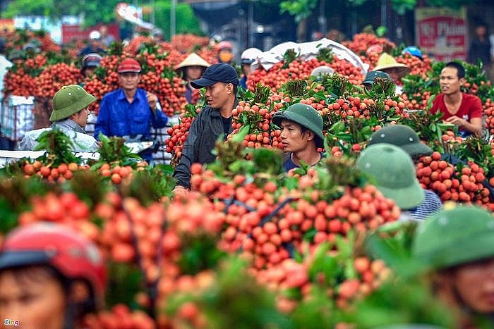 越南总理批准190名中国商人赴越采购荔枝