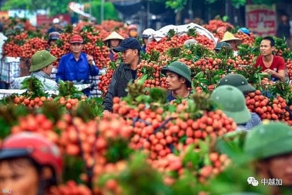 越南总理批准190名中国商人赴越采购荔枝