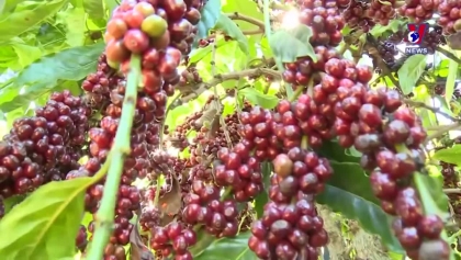 越南咖啡出口位居世界第二