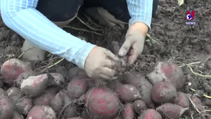 越南红薯将通过正贸出口中国